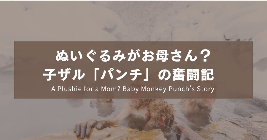 ぬいぐるみがお母さん？子ザル「パンチ」の奮闘記｜ A Plushie for a Mom? Baby Monkey Punch's Story ｜絨毛娃娃是媽媽？小猴子Punch的奮鬥記