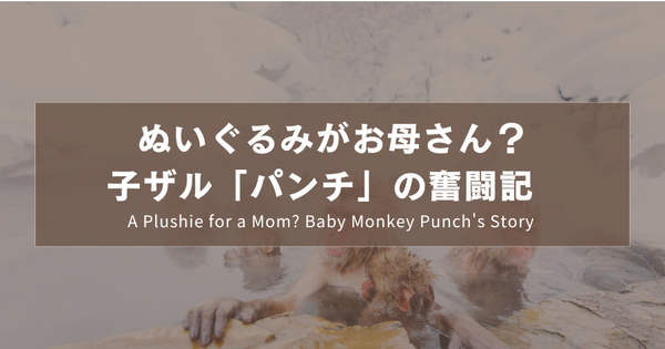 ぬいぐるみがお母さん？子ザル「パンチ」の奮闘記｜ A Plushie for a Mom? Baby Monkey Punch's Story ｜絨毛娃娃是媽媽？小猴子Punch的奮鬥記